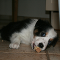 Hier was Maggie nog bij de fokker(iets van 6 weken oud) en DOL op koekjes.