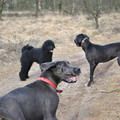 3 honden die elkaar voor de eerste keer ontmoeten