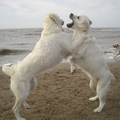 Tara is hier aan het spelen met een andere jonge Golden. Het begon steeds meer een machtspelletje te worden wie uiteindelijk de baas over wie was...
Juiste moment een foto genomen! 