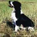 Engelse Cocker Spaniel