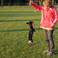 Flink spelen en bezig zin op de puppycursus