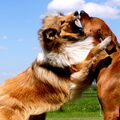 Deze jonge Collie kijkt hoe ver ze kan gaan bij de iets oudere Ridgeback. In eerste instantie lijkt het misschien agressief, maar als je kijkt naar de Ridgeback is die heel relaxed aan het meespelen met het wilde Collie-spel :)