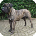 Cane Corso Italiano