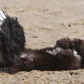 Polle en pupje Gisa op het strand.