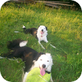 (bordercollie) broer en zus samen 