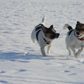 Samen in de sneeuw zoon en vader...
Alleen wilt Bobbie even wat rust!