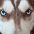 Siberische Husky