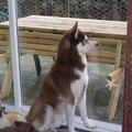 Siberische Husky