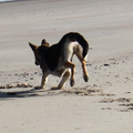 Arco zijn eerste keer aan zee.