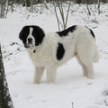 Landseer