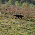 Wandeling in Apeldoorn. (omheind)