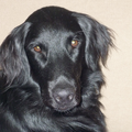 Flat Coated Retriever