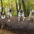 Boomer, Timo, Spikey & Wenky in de bossen in Winterswijk waar wij een heerlijk weekje vakantie hebben gehad