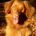 jayla kan zo genieten van lekker buiten zijn.. en haar kleur komt mooi uit met al die herfstblaadjes om haar heen :)