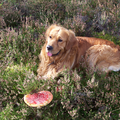 Boris,
Herfst, Winter, Lente of Zomer,
altijd in ons Hart.
4 Jaargetijden lang herinneringen aan jouw, Dag lieve Schat, wij zullen jou nooit vergeten. Jij blijft onze Lion King. 