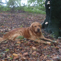 Boris, In het Bos, dicht bij Huis. Herfst, genieten maar, Liefs BORIS