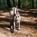 Als pup in het bos... heerlijk!