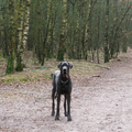 Lekker wandelen in een bijna kaal bos