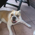 Old English Bulldog