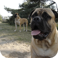 In de Duinen zitten onze mannen heerlijk rond te kijken naar alle wandelende mensen en hondjes. Ze genieten.