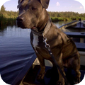 American Staffordshire Terrier