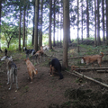 Honden Wandeling Laren