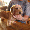 SPORT EN SPELMIDDAG DAG VAN DE HOND SCHOONHOVEN TECKELS