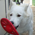 
Luna speelt heel graag met deze Frisbee, hahaha er zit een lekker irittant piepertje in wat zij geweldig vind 