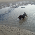 Droopy als pup in Scheveningen, de zee zelf vond hij een beetje eng, maar de kleine poeltjes was een feest.