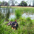 Lekker in het koele gras, bijkomen van het pootjebaden.