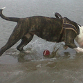 kyomi speelt heerlijk op het strand van Katwijk