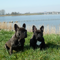 Klojo & Lucky bij het water voor de brug Nijkerkernauw! Dit is de grens Gelderland/Flevoland.