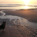 Indy op het strand op Vlieland