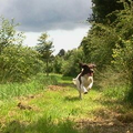 Wij hadden een puppybijeenkomst van jikke's nest ze kwam er aan rennen en ik had net optijd een zwevende hond op de foto! haha net optijd want daarna liepen we foor bijenkorven langs en zaten alle honden oner plus ikzelf en de honden :(