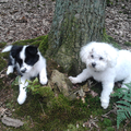 jillz en gismo lekker in het bos