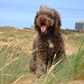 Elke dag gaan Bolle en ik samen in de duinen wandelen en ravotten.
Ze vindt het super om onderweg even halt te houden op een hoge duintop.
Dan kijkt ze trots rondom haar heen.