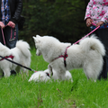 Samojedenwandeling Zondag 2 September recreatiegebied Spaarnwoude