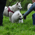 Samojedenwandeling Zondag 2 September recreatiegebied Spaarnwoude