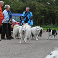 Samojedenwandeling Zondag 2 September recreatiegebied Spaarnwoude