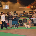 Ijsselshow (Zwolle)