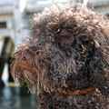 Oh nee... vandaag is a 'bad hair day'!
Ik wil niet op de foto! Ik kijk lekker niet! Ik doe mijn ogen pas terug open, wanneer jij je fototoestel terug in je zak stopt! 