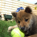 Dit is yoshi onze shiba inu.
Hij is nu alweer 1 jaar.
Hij is gek op speelgoed!
Hij speelt zelf graag met de muisjes van onze katten!