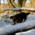 Eerste sneeuwdag in december 2012