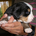 Vandaag hebben wij ons hondje uitgezocht, het is een berner sennen reutje. Dit is een foto van onze 1e kennismaking met Nelson