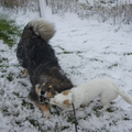 Samen spelen in de sneeuw :)