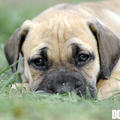 Ade Bo
Zuid Afrikaanse Boerboel