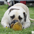 Ade Nora
Zuid Afrikaanse Boerboel
zie www.zabb.be