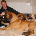 Zuid Afrikaanse Boerboel
zie www.zabb.be