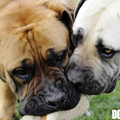 Zuid Afrikaanse Boerboel
zie www.zabb.be