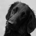 Flat Coated Retriever